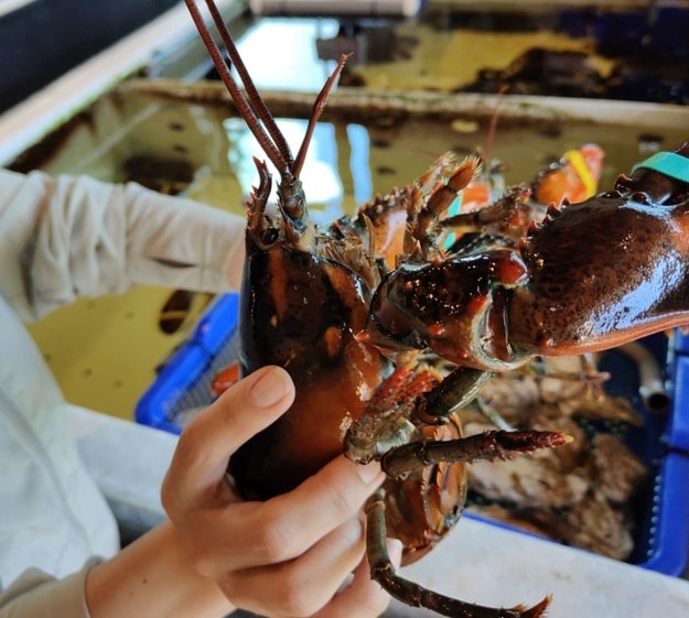 竹北宗初水產|活體海鮮現撈、A5和牛現切,冷凍宅配+代客料理一次滿足 - 第26張圖