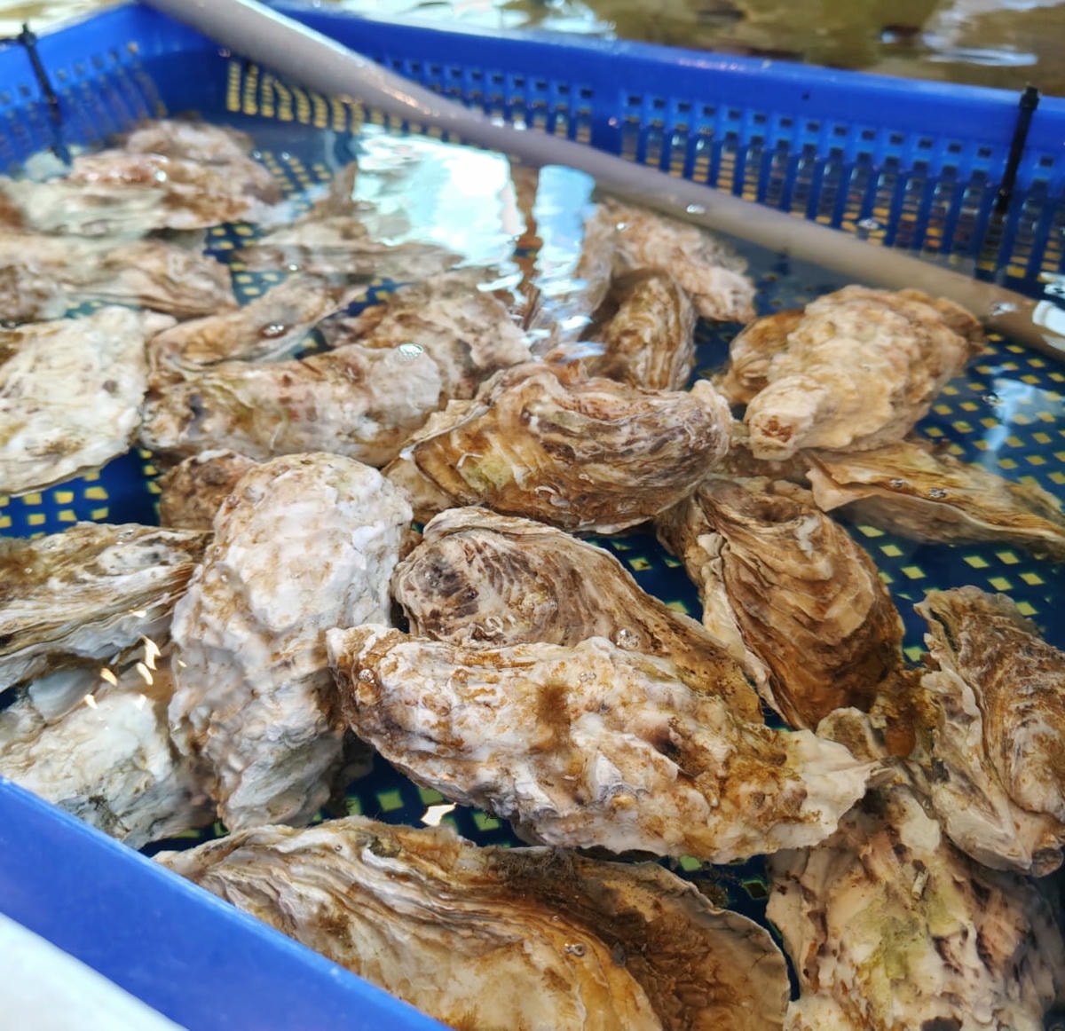 竹北宗初水產|活體海鮮現撈、A5和牛現切,冷凍宅配+代客料理一次滿足 - 第5張圖