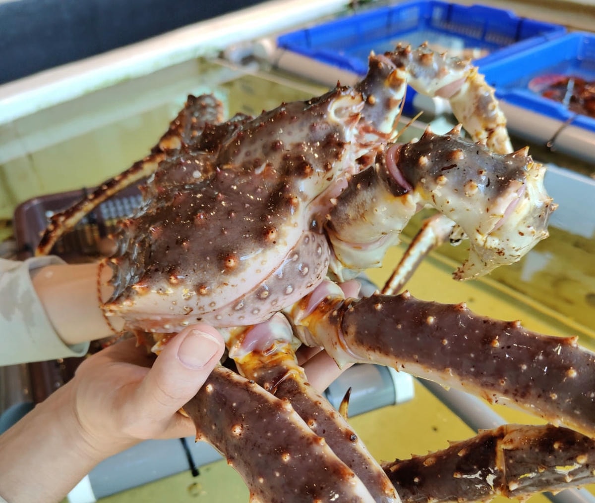 竹北宗初水產|活體海鮮現撈、A5和牛現切,冷凍宅配+代客料理一次滿足 - 第3張圖